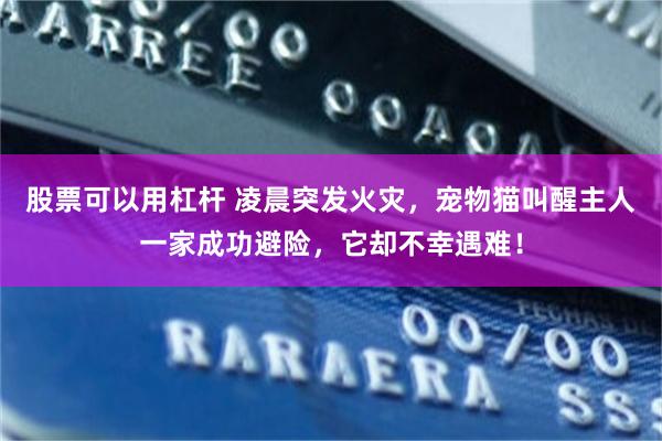 股票可以用杠杆 凌晨突发火灾,宠物猫叫醒主人一家成功避险,它却不幸遇难!