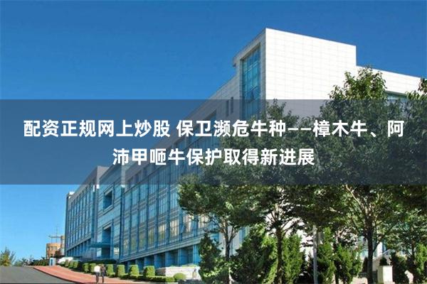 配资正规网上炒股 保卫濒危牛种——樟木牛、阿沛甲咂牛保护取得新进展