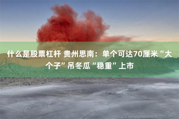 什么是股票杠杆 贵州思南：单个可达70厘米“大个子”吊冬瓜“稳重”上市